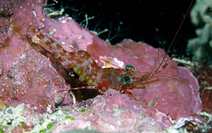 Banda Sea 2018 - DSC06291_rc _ Hendersons hingebeak shrimp - Cinetorhynchus hendersoni